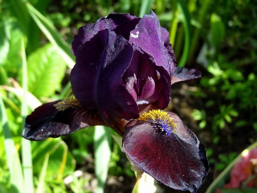 Photo of Standard Dwarf Bearded Iris (Iris 'Demon') uploaded by Orsola