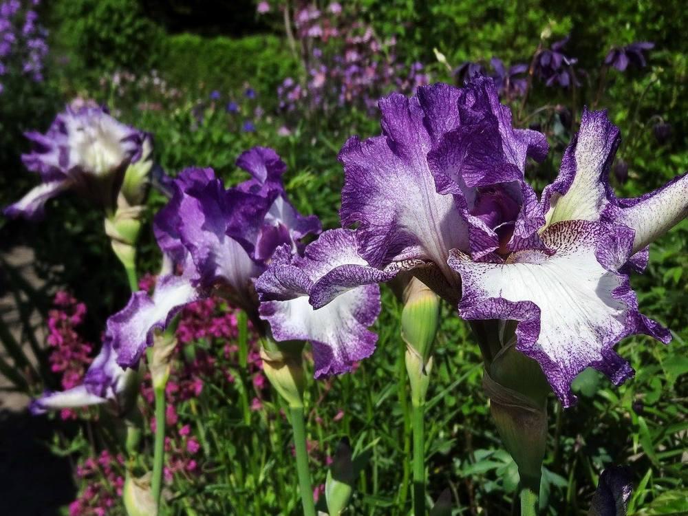 Photo of Tall Bearded Iris (Iris 'Mariposa Autumn') uploaded by Orsola