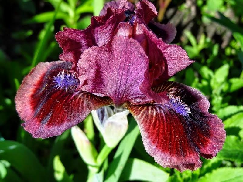 Photo of Standard Dwarf Bearded Iris (Iris 'Cat's Eye') uploaded by Orsola