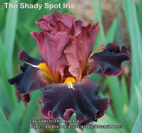 Photo of Tall Bearded Iris (Iris 'Beefy') uploaded by lovemyhouse