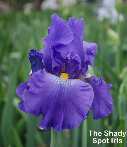 Photo of Tall Bearded Iris (Iris 'Bluid') uploaded by lovemyhouse