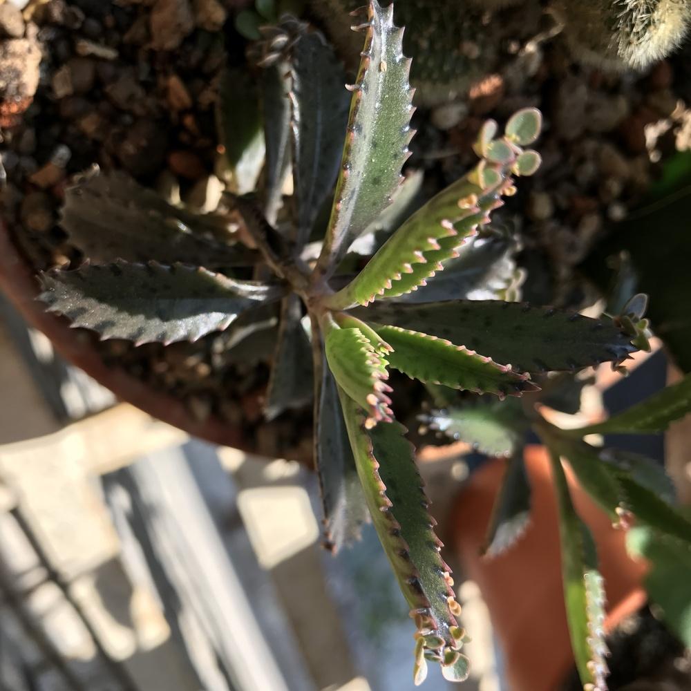 Photo of Mother of Thousands (Kalanchoe 'Houghtonii') uploaded by HunterSThompson