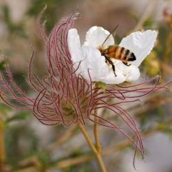 Location: SLC, Utah
Date: 2016-08-25
#Pollination