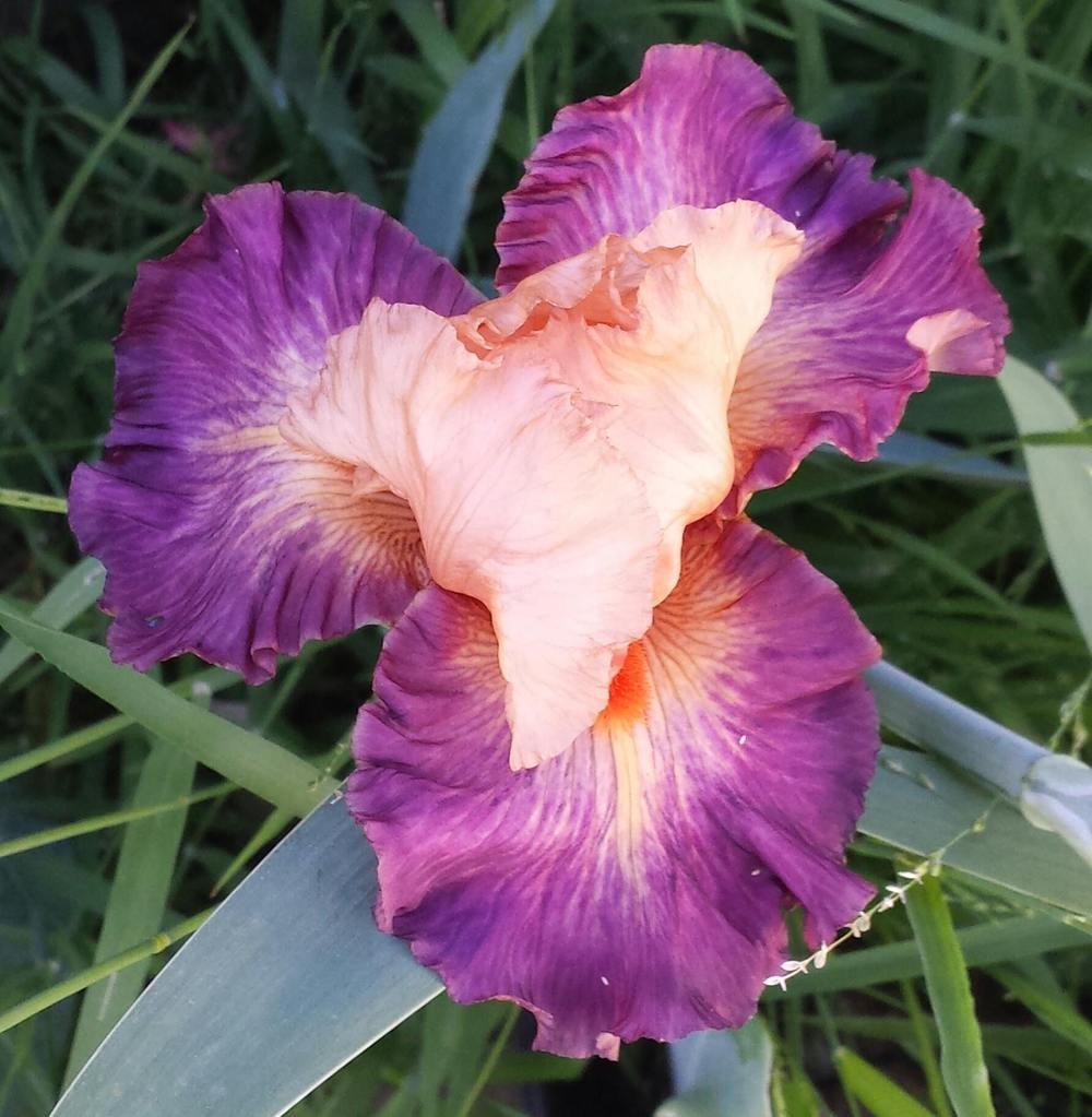 Photo of Tall Bearded Iris (Iris 'Brazilian Art') uploaded by mesospunky