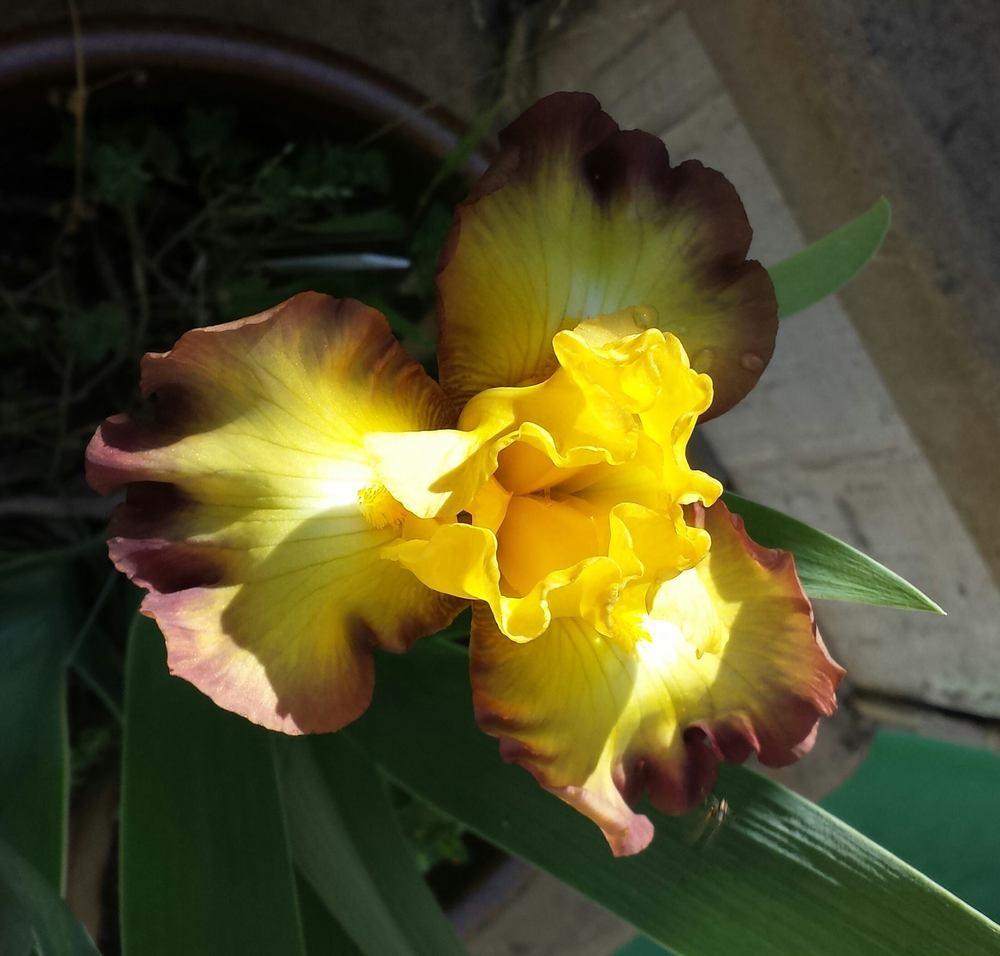 Photo of Tall Bearded Iris (Iris 'Bold Vision') uploaded by mesospunky