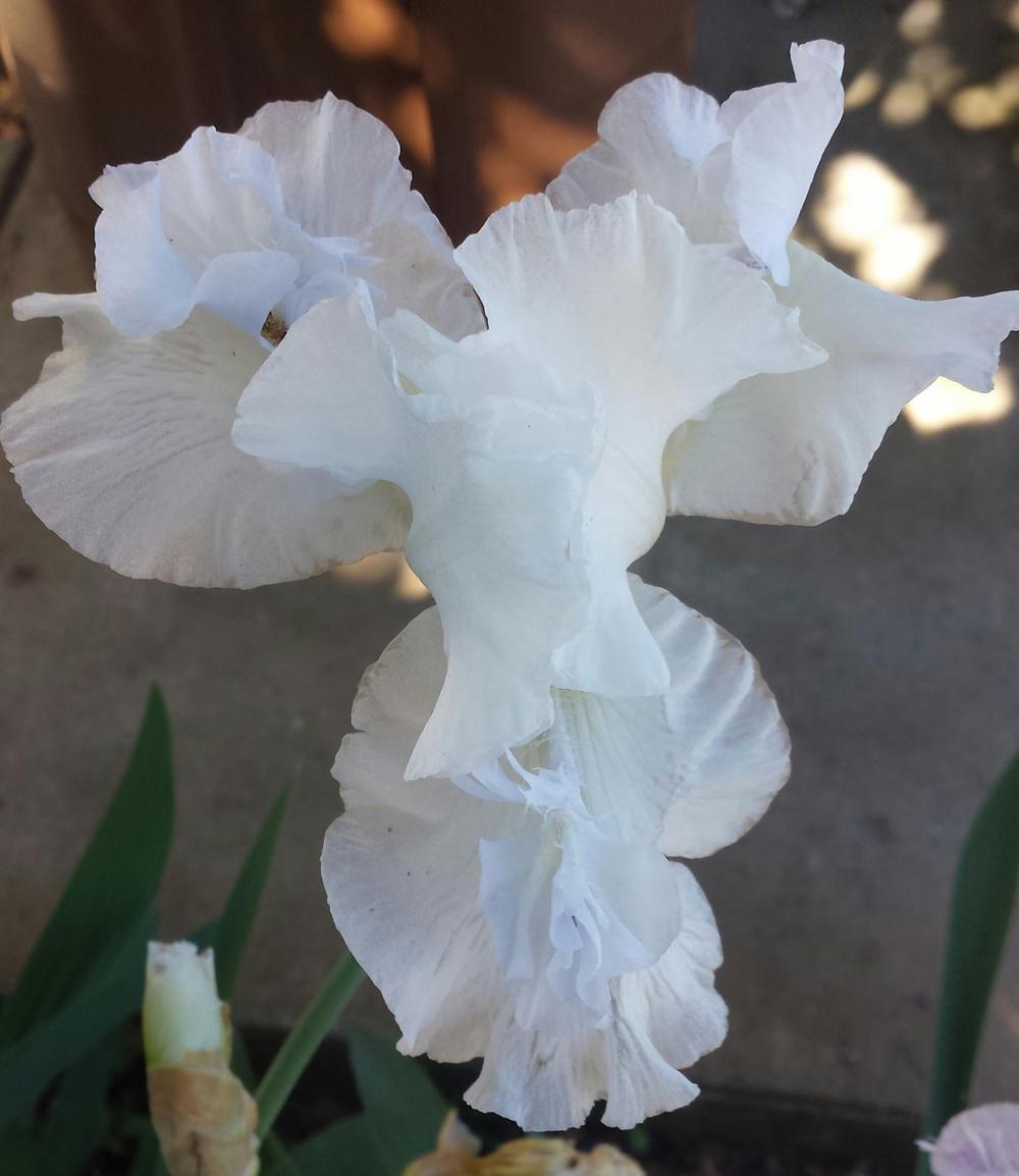 Photo of Tall Bearded Iris (Iris 'Mesmerizer') uploaded by mesospunky