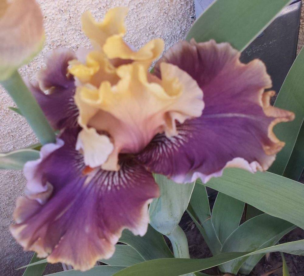 Photo of Tall Bearded Iris (Iris 'Smoke and Thunder') uploaded by mesospunky