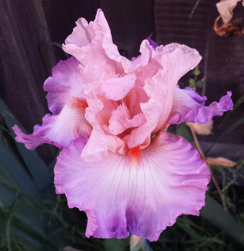 Photo of Tall Bearded Iris (Iris 'Blowing Kisses') uploaded by mesospunky