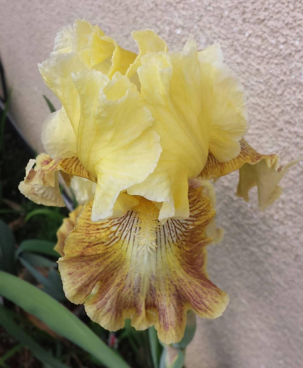 Photo of Tall Bearded Iris (Iris 'French Riviera') uploaded by mesospunky