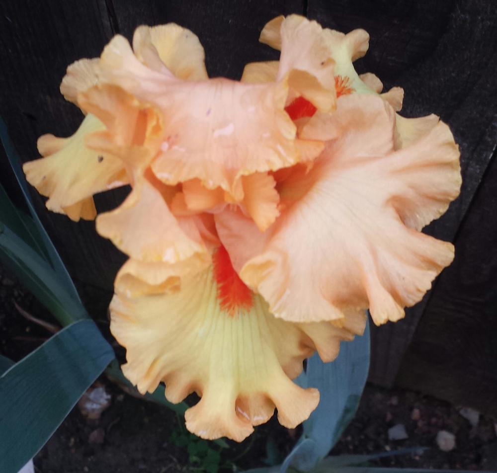 Photo of Tall Bearded Iris (Iris 'Crackling Caldera') uploaded by mesospunky