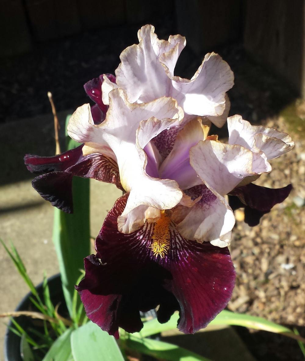 Photo of Tall Bearded Iris (Iris 'Rum and Coke') uploaded by mesospunky