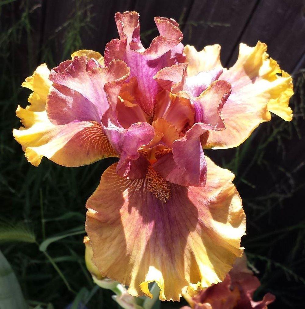 Photo of Tall Bearded Iris (Iris 'Harvest Maiden') uploaded by mesospunky