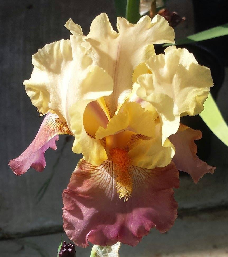 Photo of Tall Bearded Iris (Iris 'High Chaparral') uploaded by mesospunky