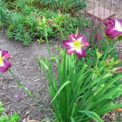 Location: My garden in Missouri
Date: 2014-07-05