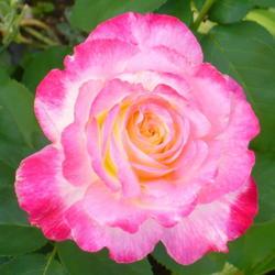 Location: Nora's Garden - Castlegar, B.C.
Date: 2014-08-13
 6:09 pm. The ultimate favourite Rose.