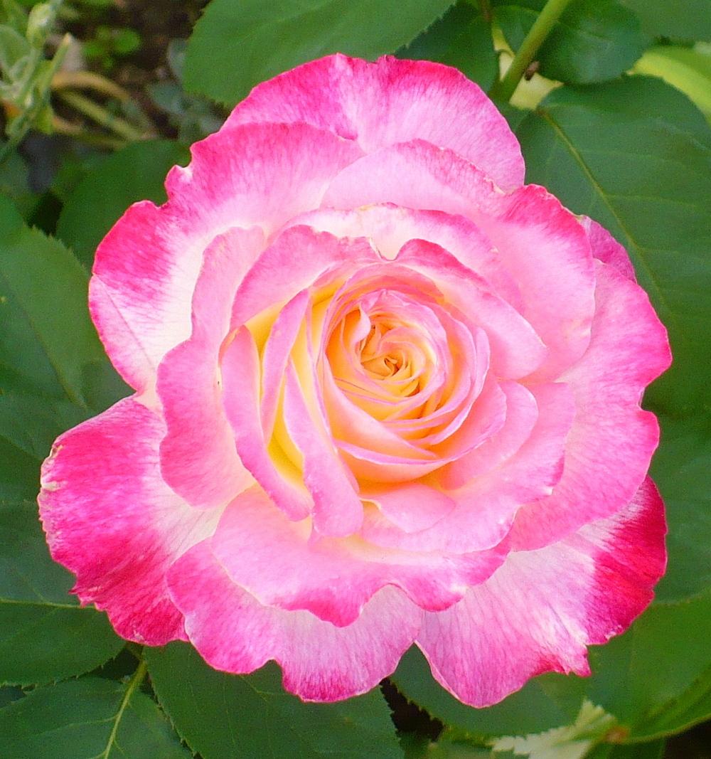 Photo of Hybrid Tea Rose (Rosa 'Double Delight') uploaded by HemNorth