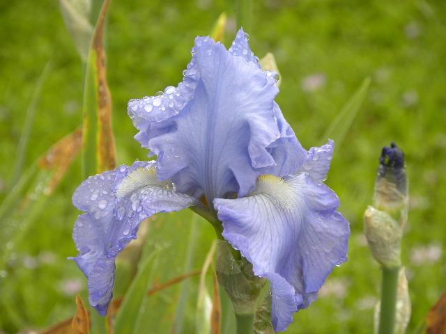 Photo of Tall Bearded Iris (Iris 'Babbling Brook') uploaded by SassyCat