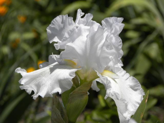 Photo of Tall Bearded Iris (Iris 'Alabaster Unicorn') uploaded by SassyCat