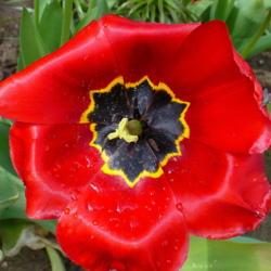 Location: Friend's Garden, Castlegar, B.C.
Date: 2009-05-11
 1:24 pm. This stunning Tulip is also known as the Red Emperor.