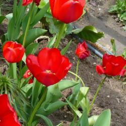 Location: Friend's Garden, Castlegar, B.C.
Date: 2009-05-11
1:23 pm. An early fosteriana Tulip.