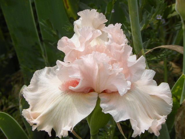 Photo of Tall Bearded Iris (Iris 'Strawberry Shake') uploaded by SassyCat