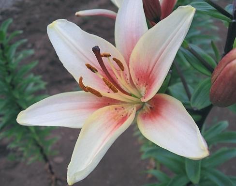 Photo of Lily (Lilium 'Shirley') uploaded by BUGGYCRAZY