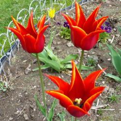 Location: Friend's garden in Castlegar, B.C.
Date: 2009-05-11
 1:08 pm. A striking Lily-flowered beauty.