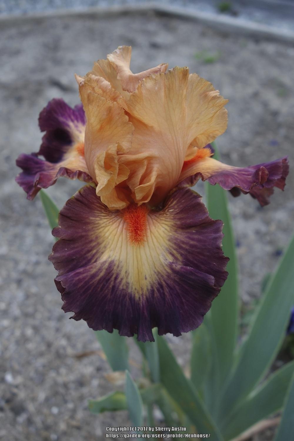 Photo of Tall Bearded Iris (Iris 'Brazilian Art') uploaded by Henhouse