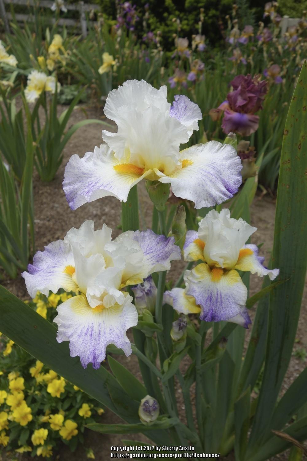 Photo of Tall Bearded Iris (Iris 'Arctic Burst') uploaded by Henhouse