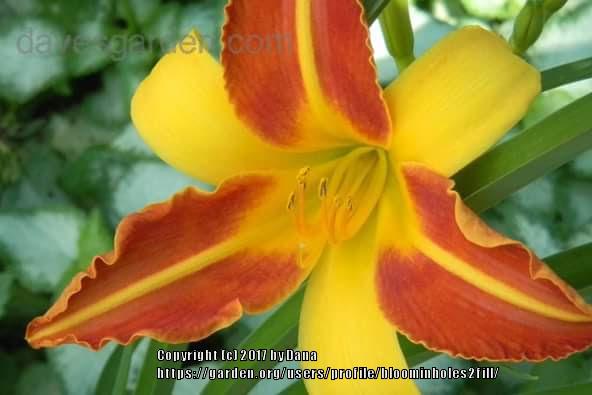 Photo of Daylily (Hemerocallis 'Frans Hals') uploaded by bloominholes2fill