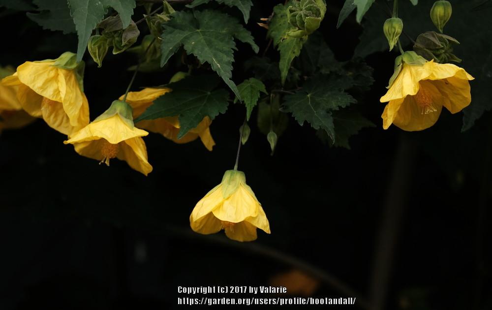 Photo of Abutilons (Callianthe) uploaded by bootandall