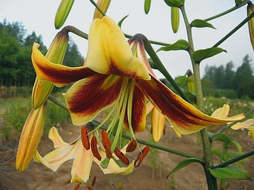Photo of Lily (Lilium 'The Empress') uploaded by BUGGYCRAZY