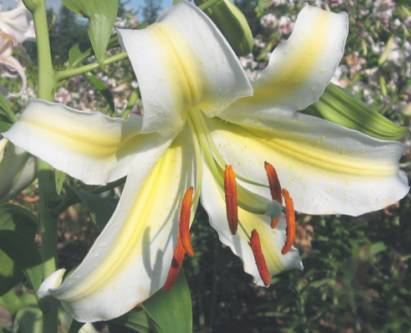 Photo of Lily (Lilium 'Sunny Day') uploaded by BUGGYCRAZY