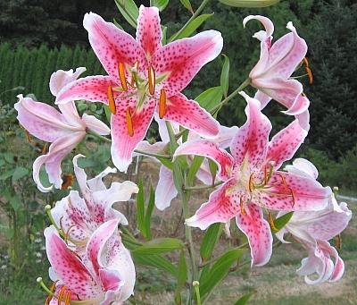Photo of Lily (Lilium 'Summer's End') uploaded by BUGGYCRAZY