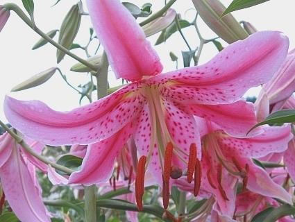 Photo of Lily (Lilium 'Wild Heart') uploaded by BUGGYCRAZY