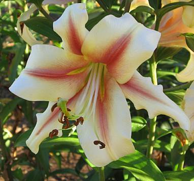 Photo of Lily (Lilium 'Lavon') uploaded by BUGGYCRAZY