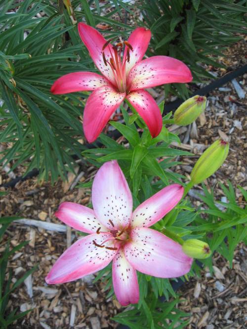 Photo of Lily (Lilium 'Yum Yum') uploaded by BUGGYCRAZY