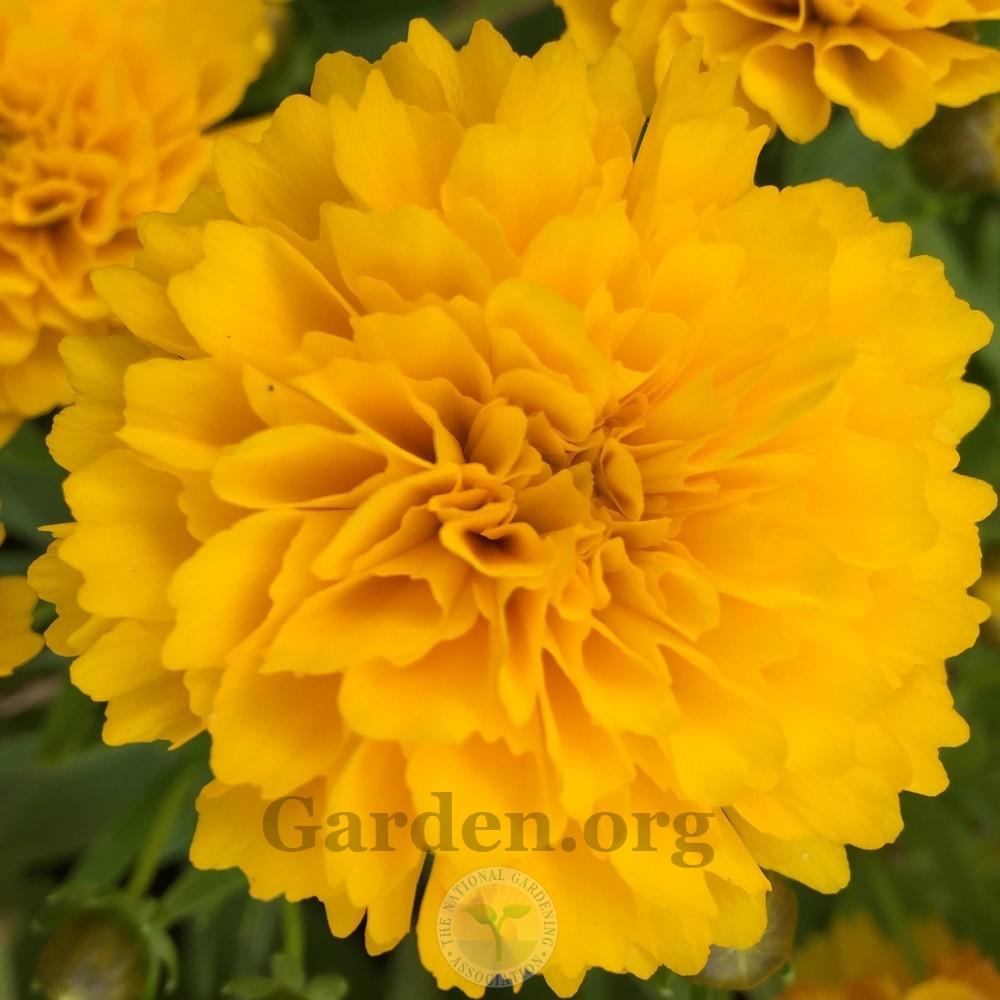Photo of Tickseed (Coreopsis grandiflora Solanna™ Golden Sphere) uploaded by Patty