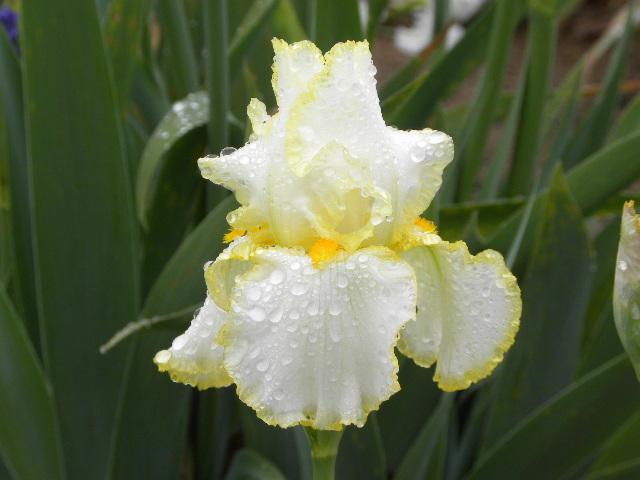 Photo of Tall Bearded Iris (Iris 'Bride's Halo') uploaded by SassyCat
