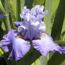 Location: Frannie's Iris Garden, Elk Grove, CA
Date: 2013-04-21