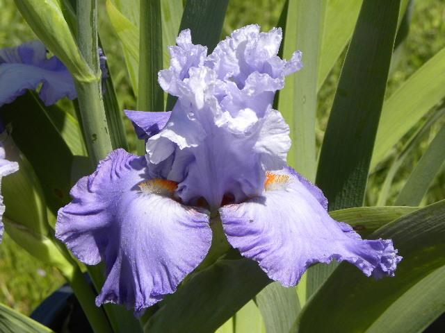 Photo of Tall Bearded Iris (Iris 'Babylon Queen') uploaded by SassyCat