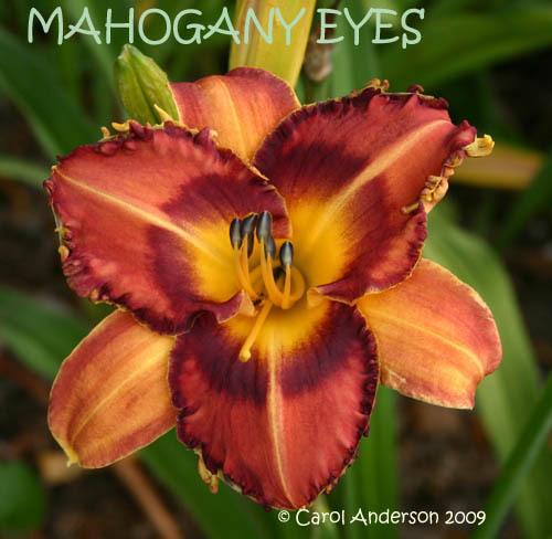 Photo of Daylily (Hemerocallis 'Mahogany Eyes') uploaded by liebchengwp
