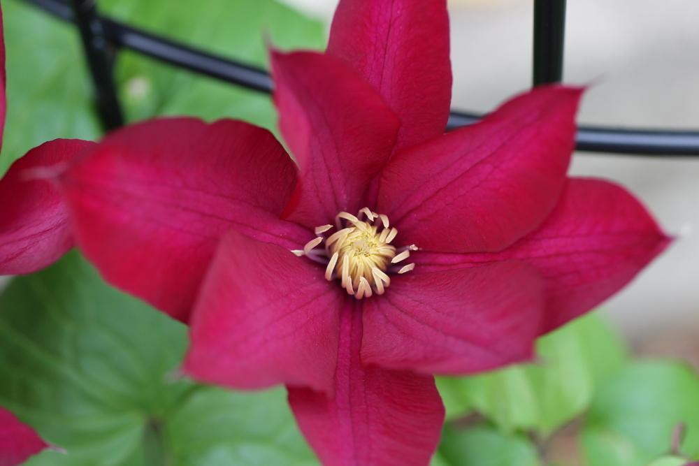 Photo of Clematis Bourbon™ uploaded by BlueFlagFan