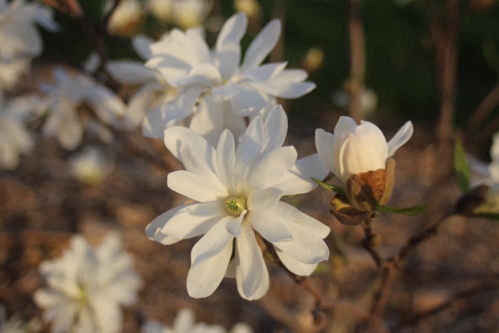 Photo of Star Magnolia (Magnolia stellata 'Royal Star') uploaded by BlueFlagFan