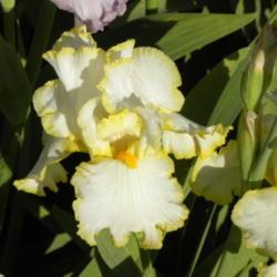 Location: Frannie's Iris Garden, Elk Grove, CA
Date: 2013-04-20