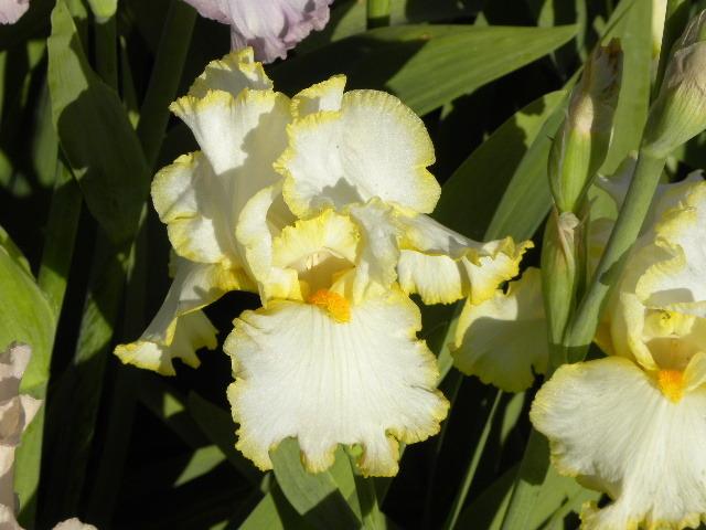 Photo of Tall Bearded Iris (Iris 'Bride's Halo') uploaded by SassyCat