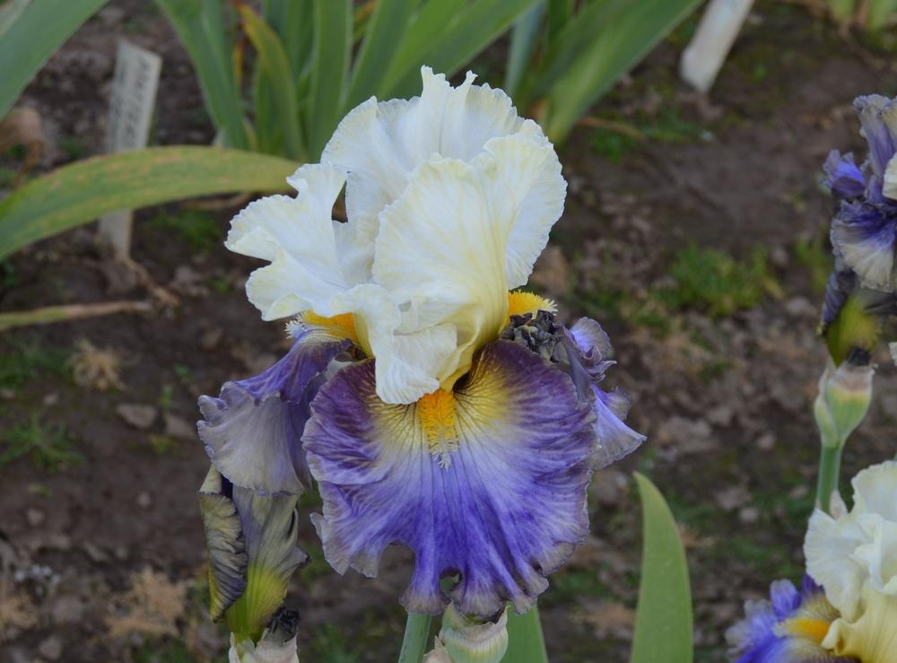 Photo of Tall Bearded Iris (Iris 'Style Traveller') uploaded by KentPfeiffer