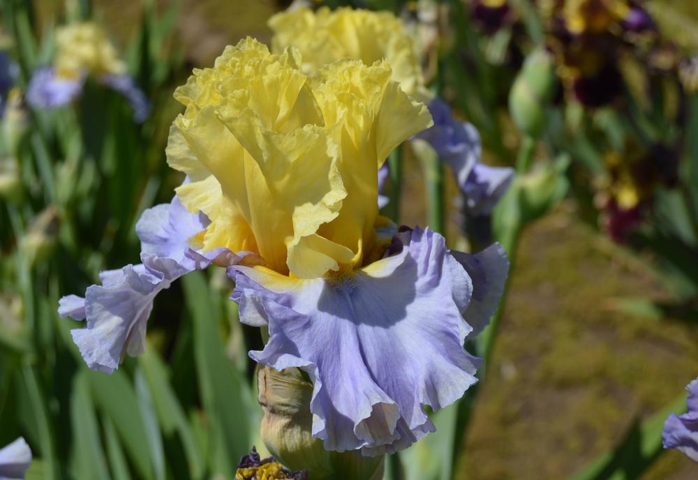 Photo of Tall Bearded Iris (Iris 'Swedish Lullaby') uploaded by KentPfeiffer