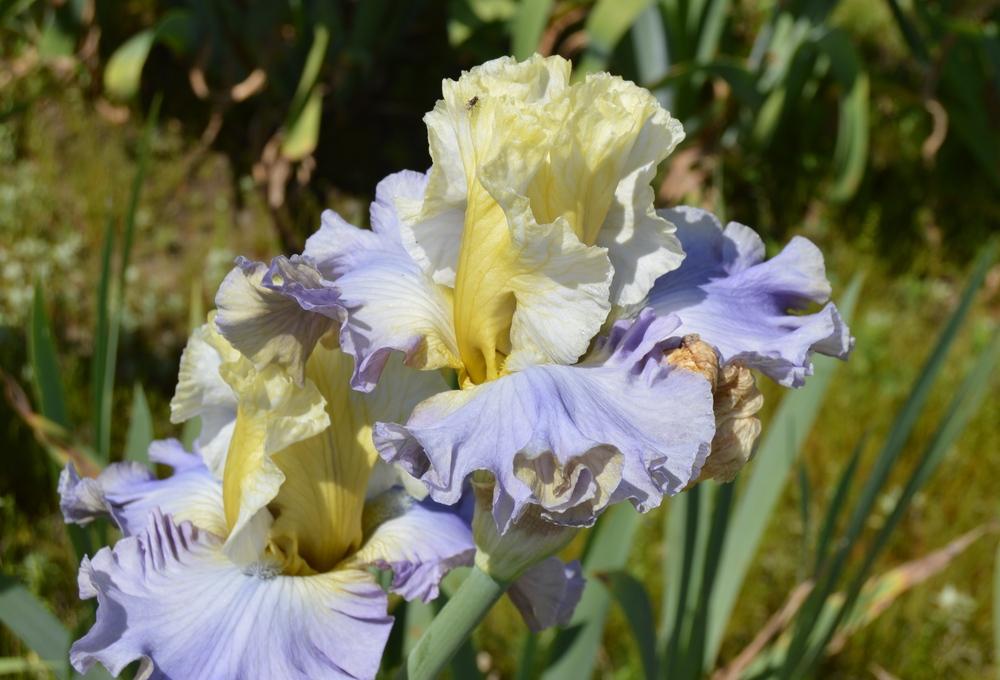 Photo of Tall Bearded Iris (Iris 'Sunday Concert') uploaded by KentPfeiffer