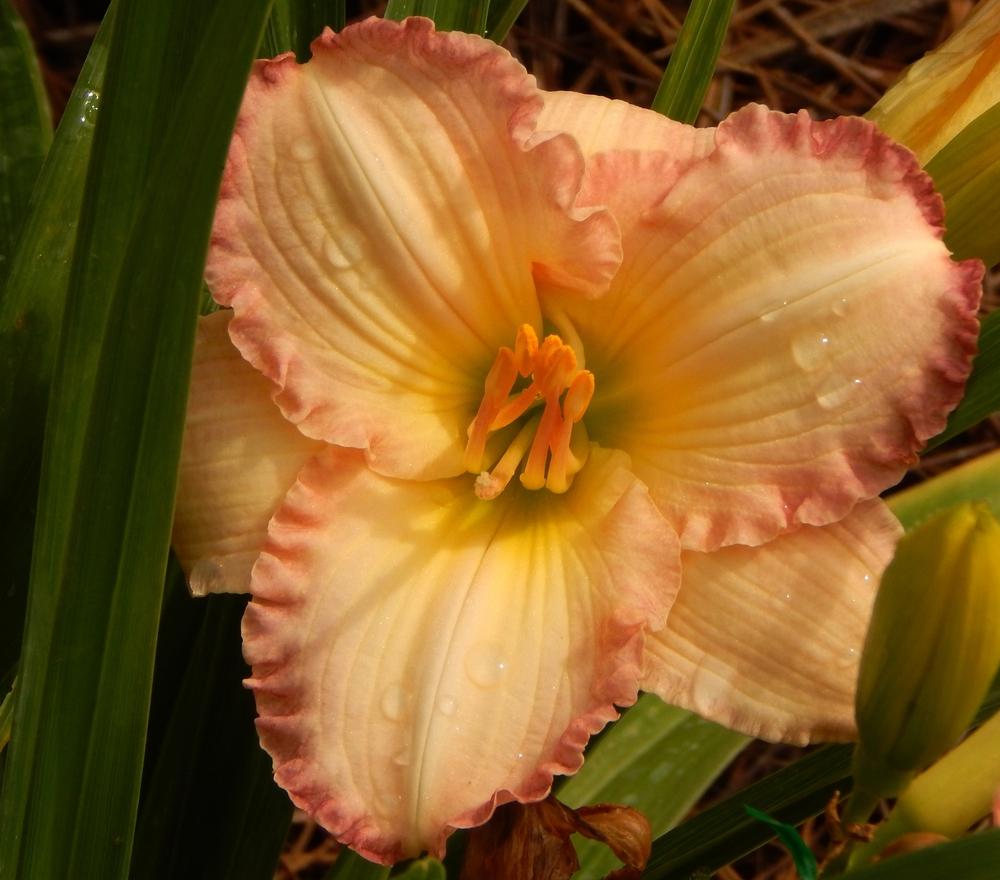 Photo of Daylily (Hemerocallis 'Frosted Vintage Ruffles') uploaded by SheilaC